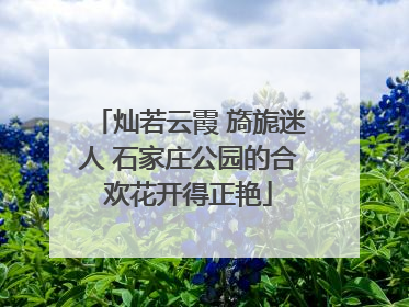 灿若云霞 旖旎迷人 石家庄公园的合欢花开得正艳