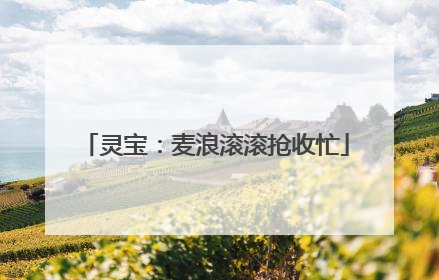 灵宝：麦浪滚滚抢收忙