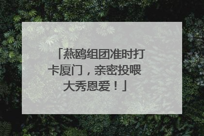 燕鸥组团准时打卡厦门，亲密投喂大秀恩爱！
