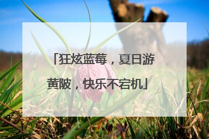 狂炫蓝莓，夏日游黄陂，快乐不宕机