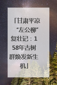 甘肃平凉“左公柳”复壮记：158年古树群焕发新生机