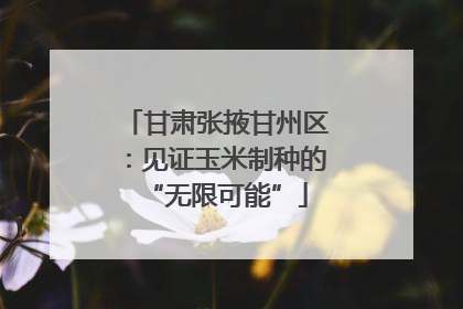 甘肃张掖甘州区：见证玉米制种的“无限可能”