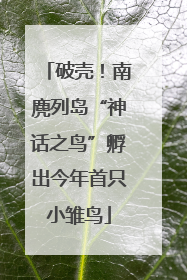 破壳！南麂列岛“神话之鸟”孵出今年首只小雏鸟
