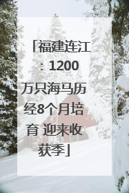 福建连江：1200万只海马历经8个月培育 迎来收获季