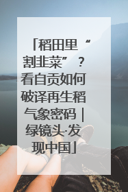 稻田里“割韭菜”？看自贡如何破译再生稻气象密码｜绿镜头·发现中国