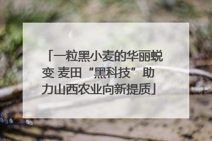 一粒黑小麦的华丽蜕变 麦田“黑科技”助力山西农业向新提质