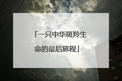 一只中华斑羚生命的最后旅程