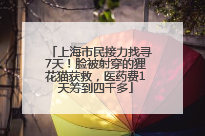 上海市民接力找寻7天！脸被射穿的狸花猫获救，医药费1天筹到四千多