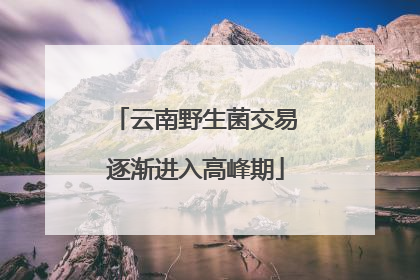 云南野生菌交易逐渐进入高峰期