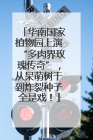 华南国家植物园上演“多肉界玫瑰传奇”，从呆萌树干到炸裂种子全是戏！