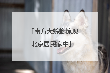 南方大蟑螂惊现北京居民家中