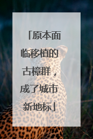 原本面临移植的古樟群，成了城市新地标