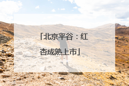 北京平谷：红杏成熟上市