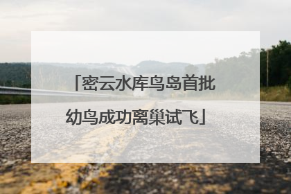 密云水库鸟岛首批幼鸟成功离巢试飞