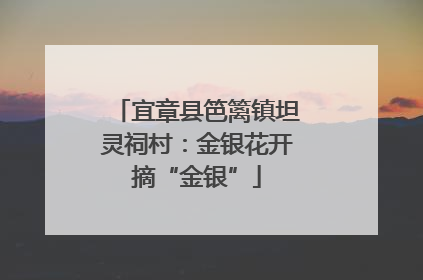 宜章县笆篱镇坦灵祠村：金银花开摘“金银”