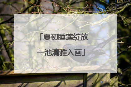 夏初睡莲绽放 一池清雅入画
