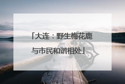 大连：野生梅花鹿与市民和谐相处