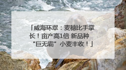威海环翠：麦穗比手掌长！亩产高1倍 新品种“巨无霸”小麦丰收！