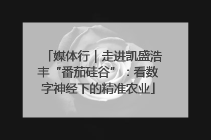 媒体行｜走进凯盛浩丰“番茄硅谷”：看数字神经下的精准农业