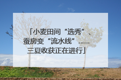 小麦田间“选秀”、蚕房变“流水线”……三夏收获正在进行