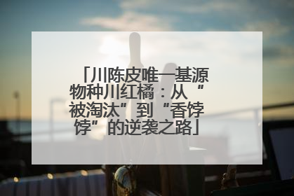 川陈皮唯一基源物种川红橘：从“被淘汰”到“香饽饽”的逆袭之路