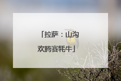 拉萨：山沟欢腾赛牦牛