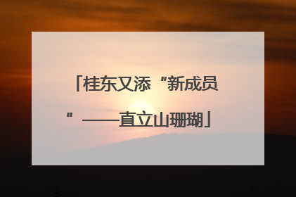 桂东又添“新成员”——直立山珊瑚