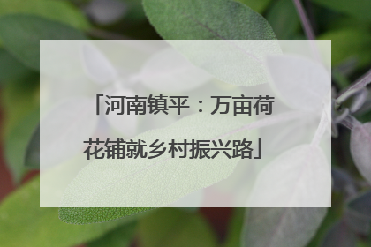 河南镇平：万亩荷花铺就乡村振兴路