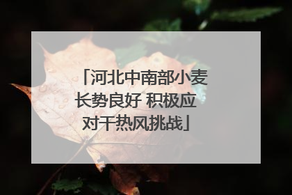 河北中南部小麦长势良好 积极应对干热风挑战