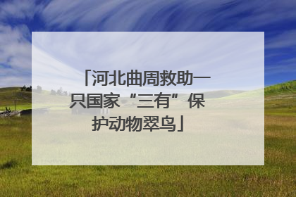 河北曲周救助一只国家“三有”保护动物翠鸟