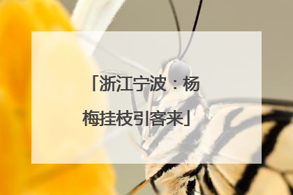 浙江宁波：杨梅挂枝引客来