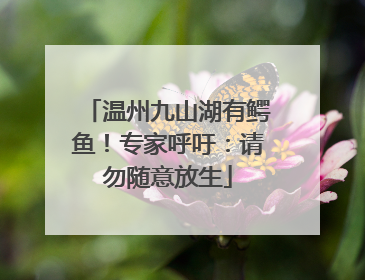 温州九山湖有鳄鱼！专家呼吁：请勿随意放生