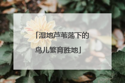 湿地芦苇荡下的鸟儿繁育胜地