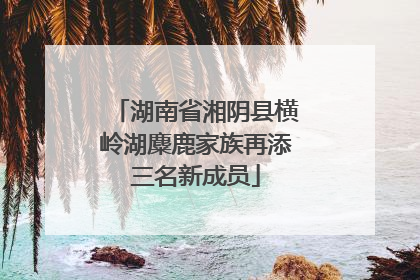 湖南省湘阴县横岭湖麋鹿家族再添三名新成员