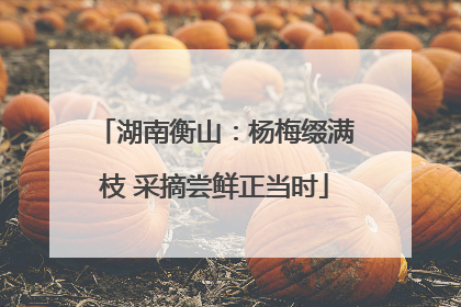 湖南衡山：杨梅缀满枝 采摘尝鲜正当时