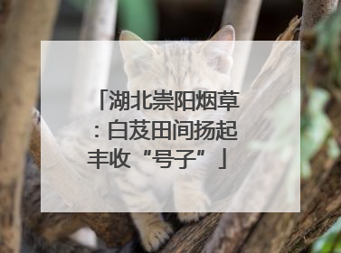 湖北崇阳烟草：白芨田间扬起丰收“号子”