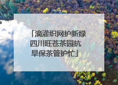 滴灌织网护新绿 四川旺苍茶园抗旱保茶管护忙