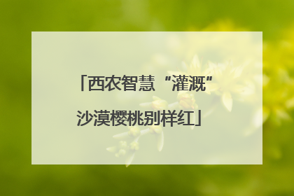 西农智慧“灌溉” 沙漠樱桃别样红