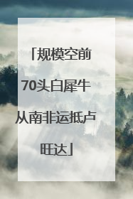 规模空前 70头白犀牛从南非运抵卢旺达