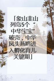 象山韭山列岛5个“中华宝宝”破壳，中华凤头燕鸥进入孵化育儿关键期