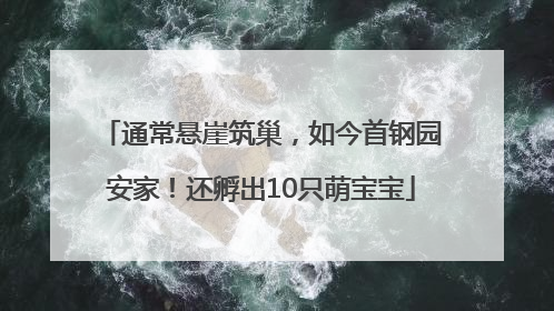通常悬崖筑巢，如今首钢园安家！还孵出10只萌宝宝