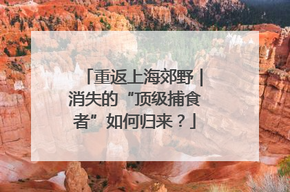 重返上海郊野｜消失的“顶级捕食者”如何归来？