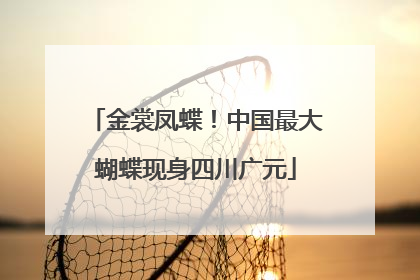 金裳凤蝶！中国最大蝴蝶现身四川广元