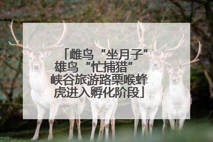 雌鸟“坐月子”雄鸟“忙捕猎” 峡谷旅游路栗喉蜂虎进入孵化阶段