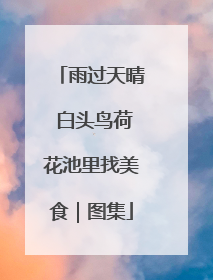 雨过天晴 白头鸟荷花池里找美食｜图集
