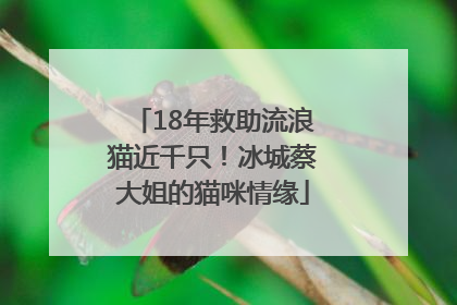 18年救助流浪猫近千只！冰城蔡大姐的猫咪情缘